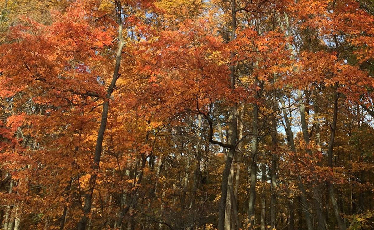 A canopy of trees with Fall foliage.