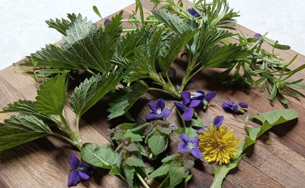 a cutting board covered in various plants, including stinging nettle, dandelion, wild violets, cleavers, and purple dead nettle