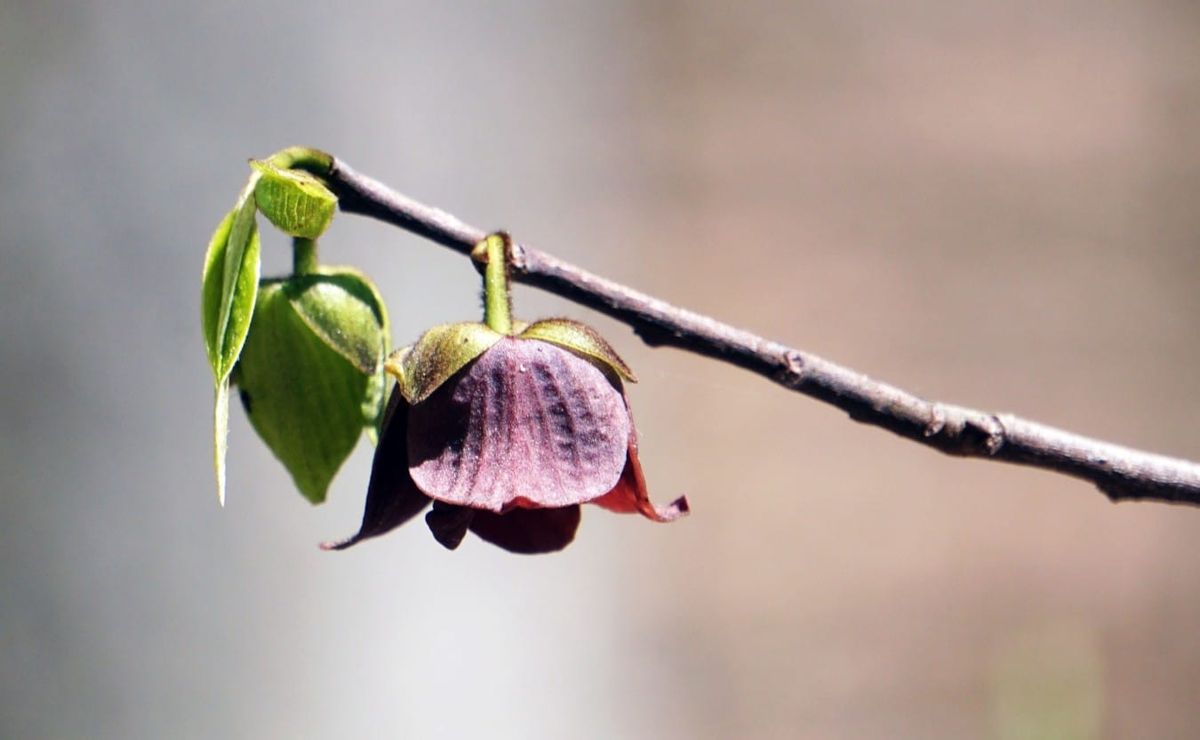 a narrow stick from a pawpaw tree ends with three emergent growths: a set of small leaves, a green bud soon to flower, and a dark maroon flower in bloom