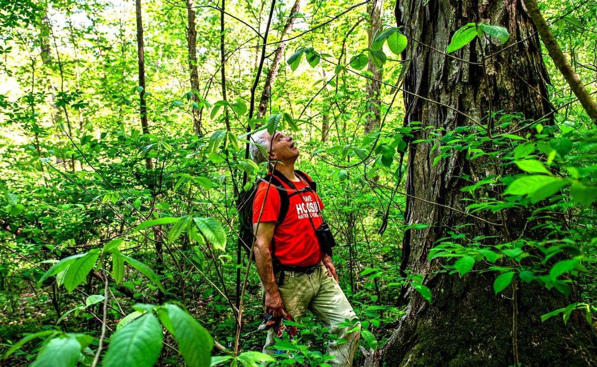 A grey-haired man in an orange shirt, binoculars around his neck and a backpack on his back, surrounded by foliage, looks up at a tall shagbark hickory, its bark curling in long strips. 