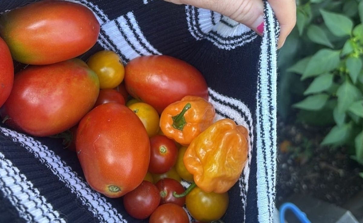 a bunch of tomatoes and peppers held in a woman's shirt, which she lifts up from the bottom hem as a basket