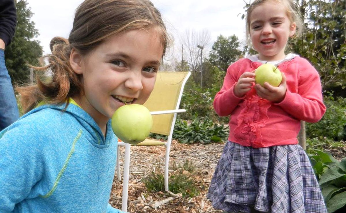 Two young girls bob for apples at a previous Bloomington Community Orchard Cider Fest. | Photo courtesy of Bloomington Commun