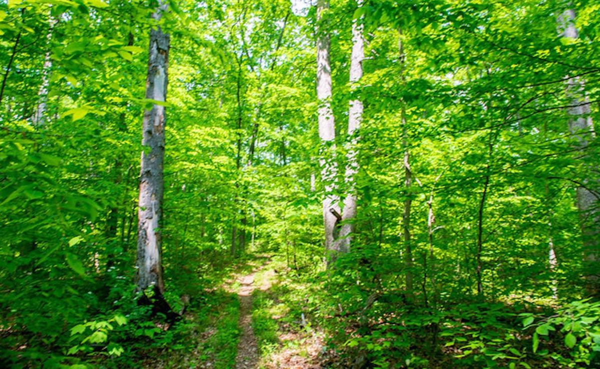 Legislation recently introduced by Sen. Mike Braun would double the size of Indiana’s official wilderness area, making places