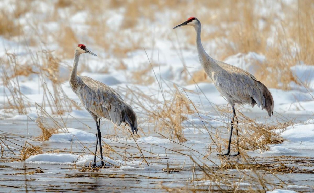 The Marsh Madness Festival in Linton, Indiana, is February 14–15 at Goose Pond Fish & Wildlife Area. The annual event celebra