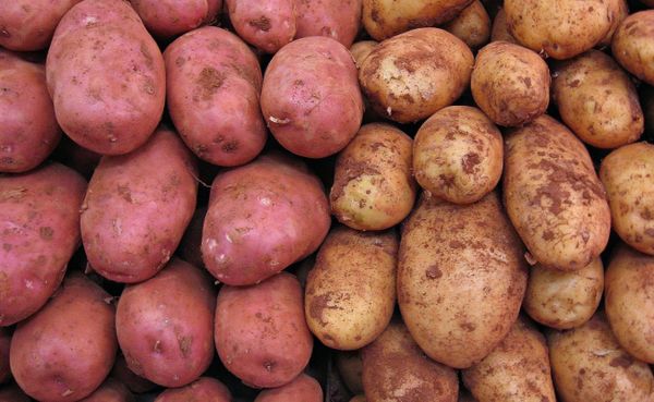 Red and gold potatoes