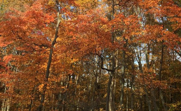 A canopy of trees with Fall foliage.