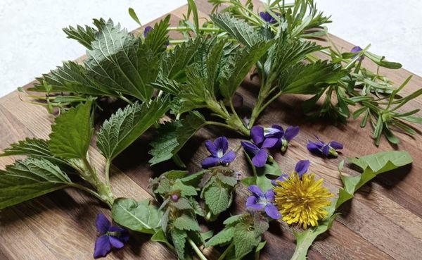 a cutting board covered in various plants, including stinging nettle, dandelion, wild violets, cleavers, and purple dead nettle