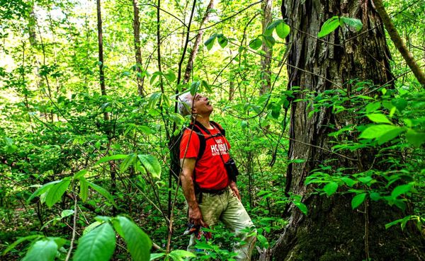 A grey-haired man in an orange shirt, binoculars around his neck and a backpack on his back, surrounded by foliage, looks up at a tall shagbark hickory, its bark curling in long strips. 