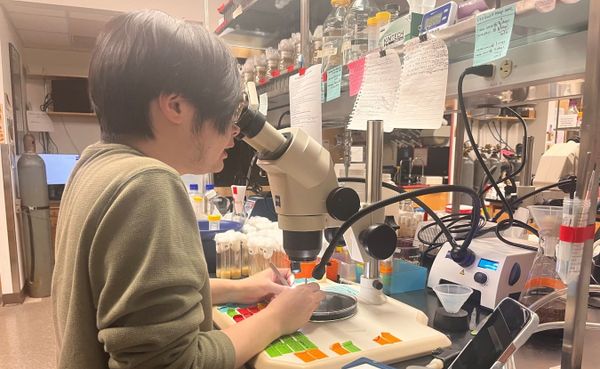 a young man looks through a microscope at test subjects in a dish on a biology lab workbench