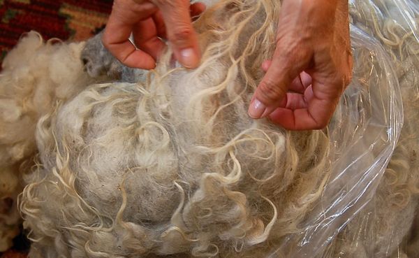 This unprocessed fleece has been soaked and skirted (the dirty parts removed) but still contains organic debris and long, scr