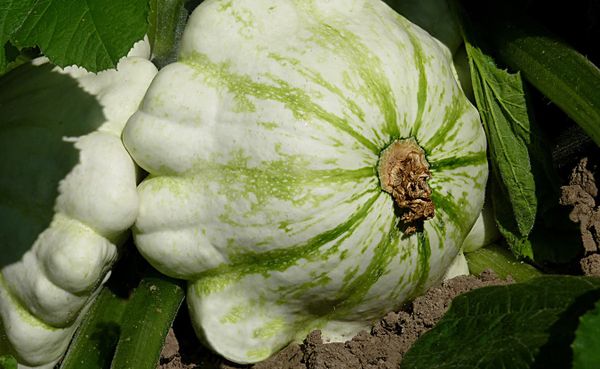 A pattypan squash had been intimidating Ruthie Cohen for a week, before she used it to create a ratatouille. | Photo courtesy