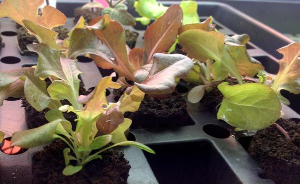 Susan M. Brackney says mixed greens (shown above), sprouts, microshoots, and vegetables grown indoors pack a nutritional punc