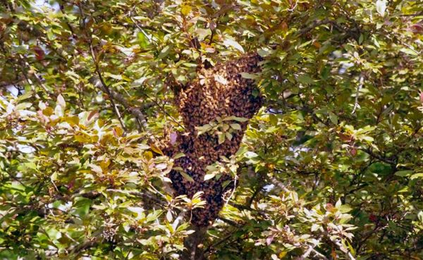 This swarm landed in a tree in Kara Krothe's backyard on a Wednesday evening in June 2016. Come Friday morning, the bees had