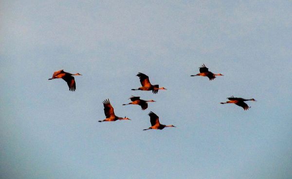 Every spring and fall, Indiana is at the heart of the eastern sandhill crane migration. Witness it once and you’ll mark their