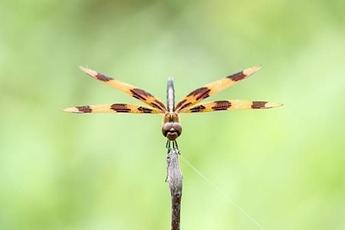 WonderLab After Dark: A Scientific Approach to Art and Creativity in Bloomington