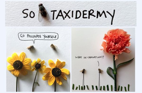 Ali Beckman brings bugs to life on Instagram @SoFlyTaxidermy, which has more than 140K followers. While the Bloomington resid
