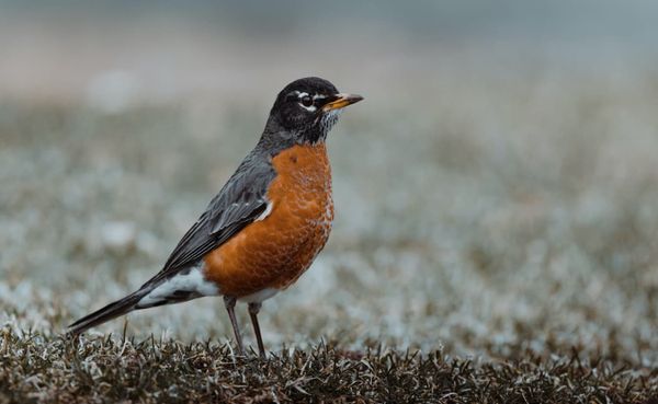 Research by Alex Jahn at Indiana University has focused on the rarely studied American robin. For Jahn, birds are sentinels b