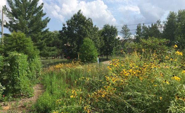 It wasn’t until Sean Chung volunteered for a local environmental group that he realized how destructive invasive plants were