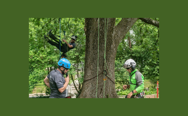 Like other tree service companies, Bluestone Tree specializes in overall tree health, pruning, and removal, especially after
