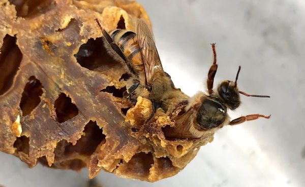 A new queen emerges from a queen cell in a honey bee hive of writer and beekeeper Erin Hollinden. Honey bee populations in th