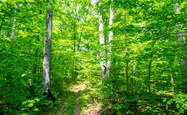 Legislation recently introduced by Sen. Mike Braun would double the size of Indiana’s official wilderness area, making places