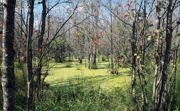 The wide-ranging issues about protecting Indiana’s wetlands present a conflict between people who advocate for the critical f