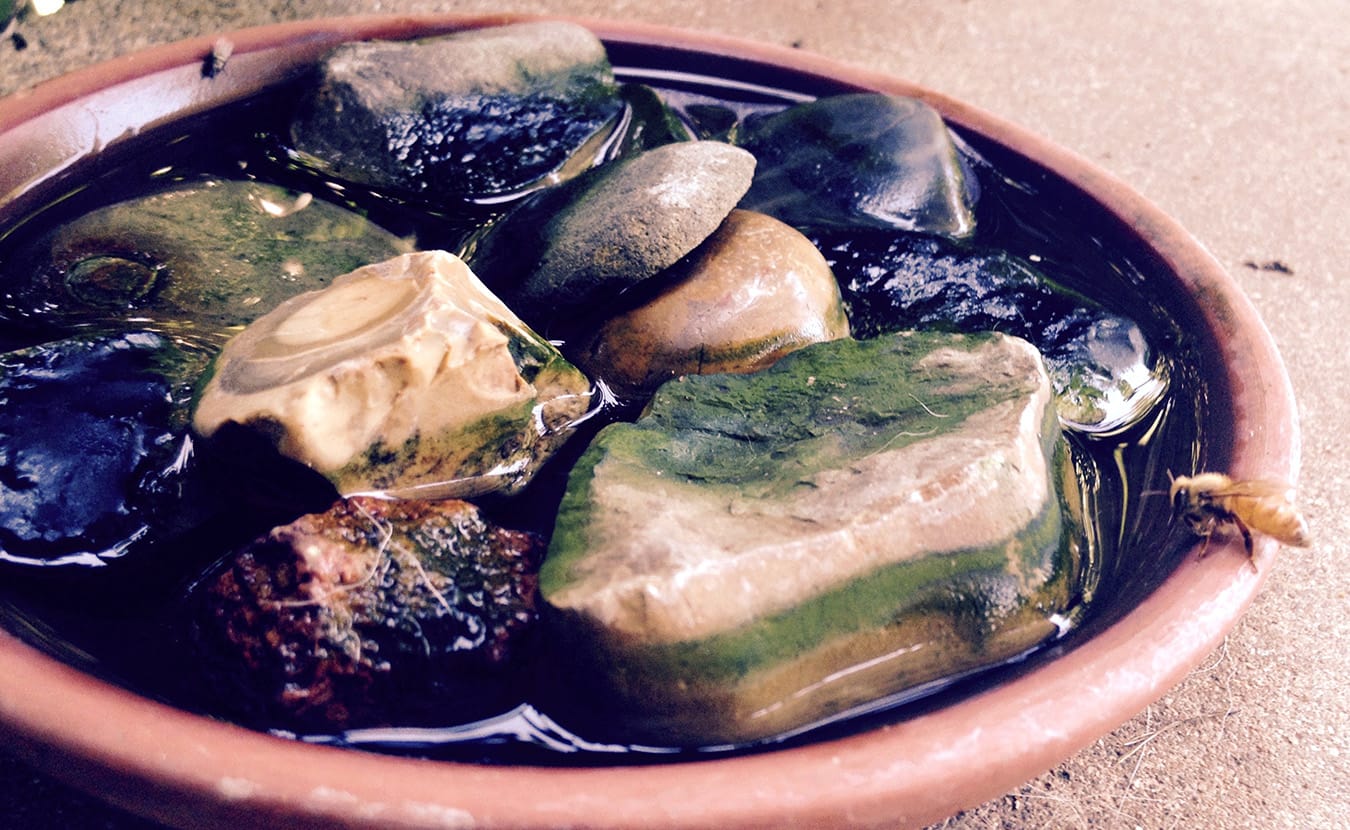 Susan recommends creating a bee bath to give honeybees easy access to fresh water. | Photo by Susan M. Brackney