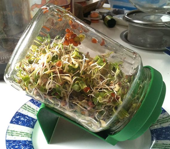 Brackney says growing sprouts in a jar is one of the quickest routes to fresh food. | Photo by User:tlcoles - Own work. Licensed under CC BY-SA 3.0 via Wikimedia Commons