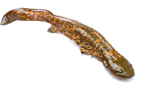 The hellbender is a giant salamander on Indiana's "endangered" list. It can grow to roughly 30 inches long and weigh more than five pounds. | Creative Commons, Brian Gratwicke