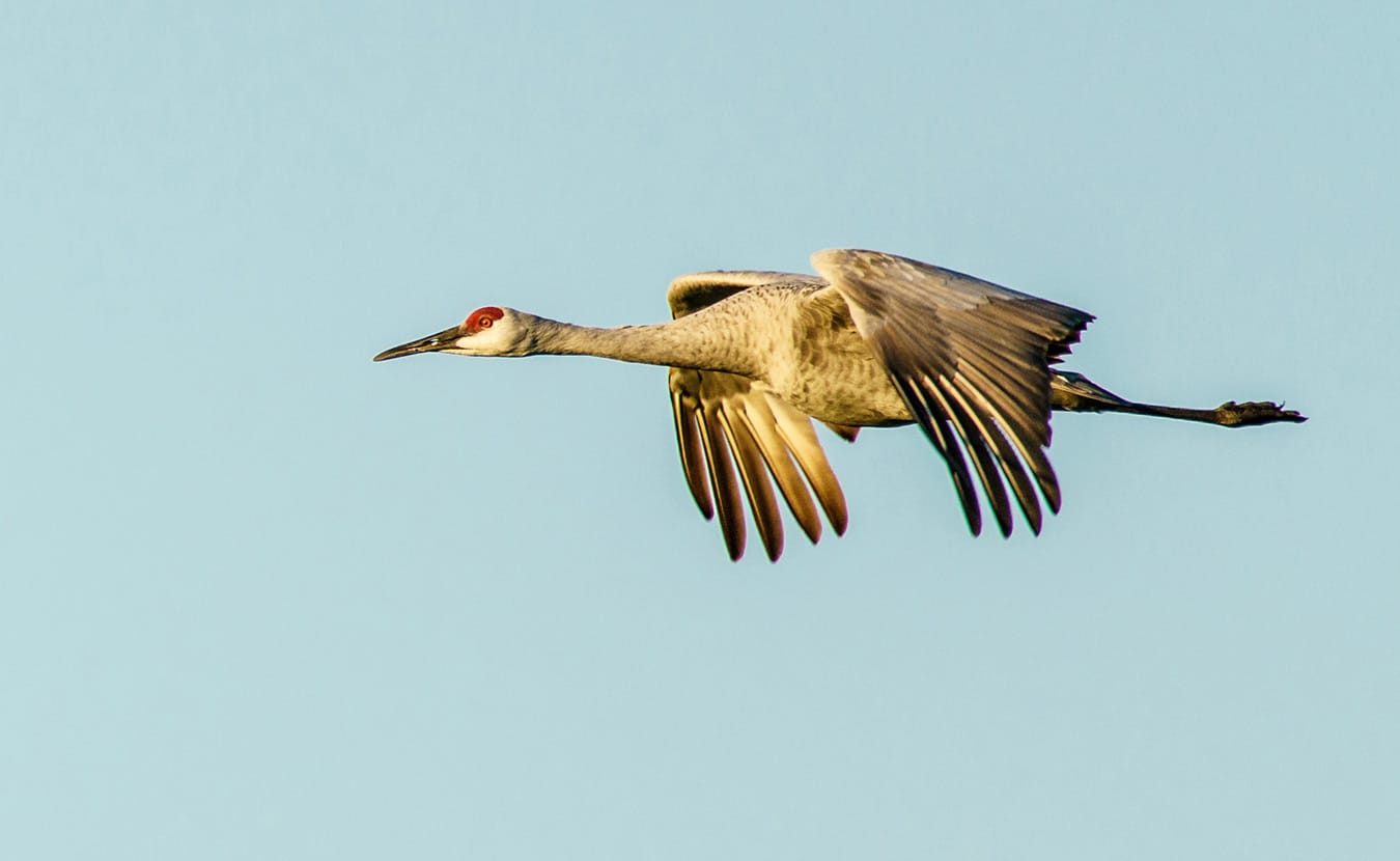 Sandhill cranes pick a place to spend the evening together after separating each day while feeding in the surrounding fields. | Photo by Thomas Marriage