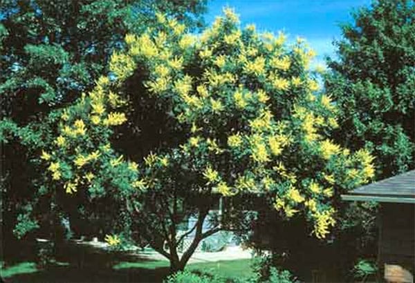 The raintree, planted at the Lockridge home on South Stull Ave., in summer 1962. | Photo by Ross Lockridge III. Photographs from <a href="http://www.raintreecounty.com/bookphot.html" target="_blank">raintreecounty.com</a> are used with permission of The Estate of Ross Lockridge, Jr.
