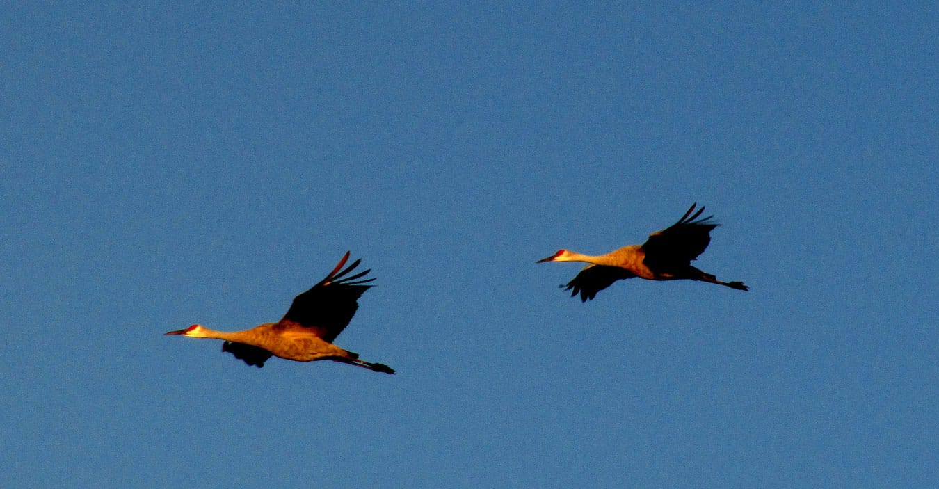 Sandhill cranes have white heads with a distinctive red patch, black feet and beaks, and a white and gray body. | Photo by Katie Posey