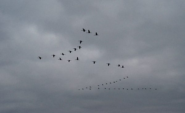 Sandhill cranes fly in "V" formations as they come to roost for the evening at Goose Pond. | Photo by Lynae Sowinski