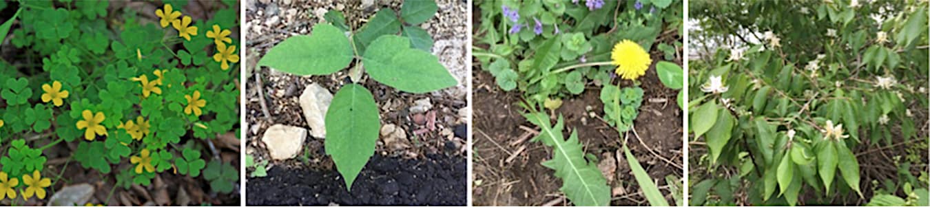 WINGS put its events on hiatus when the COVID-19 pandemic hit. But one of the organizers, Rebecca Jania, natural resources coordinator for the City of Bloomington, restarted the program with an online “wild edibles” presentation and virtual hike through RCA Park in downtown Bloomington. Her program included “plenty of options for things to wild forage.” Pictured are some of the plants discussed.&nbsp; (l-r) Yellow woodsorrel (Oxalis stricta) is a sour-tasting plant with leaves similar to three-leaf clover — both leaves and flowers can be eaten raw. | Photo by <a title="via Wikimedia Commons" href="https://commons.wikimedia.org/wiki/File:Oxalis_stricta_yellow_wood_sorrel.jpg">Dcrjsr</a> / <a href="https://creativecommons.org/licenses/by/3.0">CC BY</a>. Poison ivy (Toxicodendron radicans) is not edible but can be identified by its three leaves and a notch in the leaf (“Leaves of three, leave them be,” is a common warning). | Photo by Laurie D. Borman. Dandelion (taraxacum), the entire plant — leaves, flowers, and roots — is edible. | Photo by Laurie D. Borman. Asian honeysuckle (Lonicera tatarica) is an invasive bush, but eating the flowers, which can be sweet, can help prevent it from spreading. | Photo by Laurie D. Borman