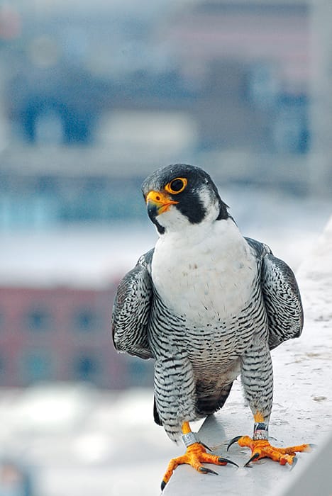 This peregrine falcon, Kinney, was a longtime participant in the Indiana Department of Natural Resources’ banding program. The DNR began reintroducing peregrines in Indiana in 1991. Kinney made his home in downtown Indianapolis, before dying in 2012 at 19 years old. He was believed to be the oldest and most productive peregrine in the Midwest, having fathered a combined 61 young with his mate of ten years, KathyQ, and a previous female. | Photo courtesy of Indiana Department of Natural Resources