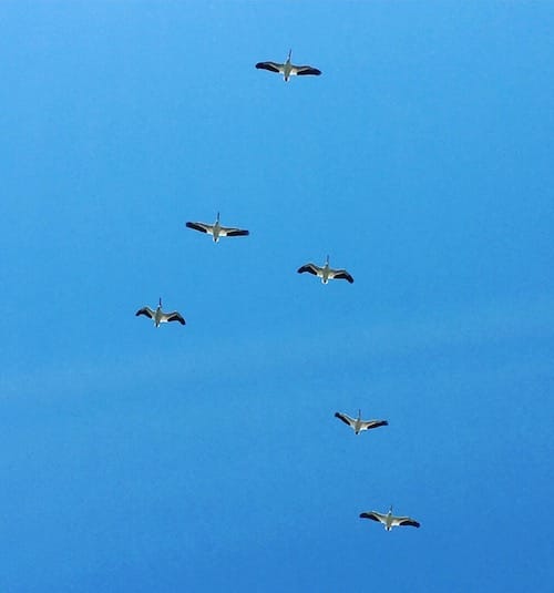 Until a few years ago, birders rarely saw American white pelicans in Indiana. Now they’re regular visitors to several locations along their migration routes. These stopped over at Goose Pond Fish and Wildlife Area in Greene County in April. | Limestone Post