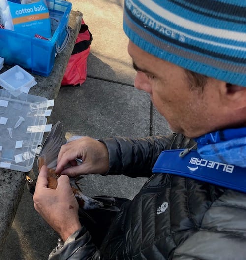 Jahn’s research attempts to answer if robins use climate, temperature, and rainfall as cues for migration to different latitudes. | Courtesy photo