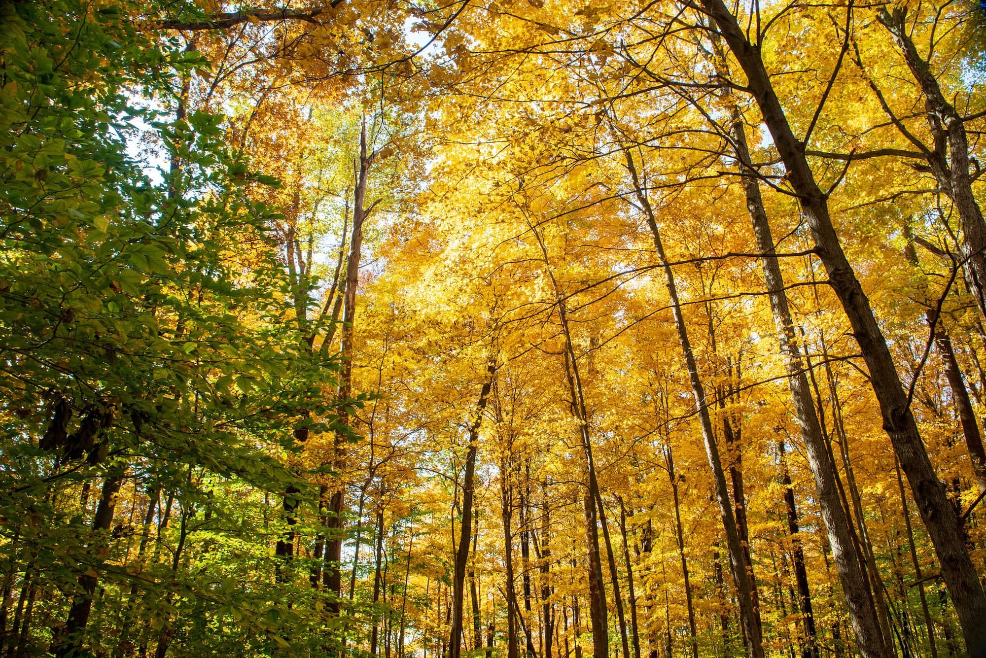 Browning Mountain is not protected wilderness, but it is a roadless area just up the Salt Creek Valley in Brown County that would become part of the Deam under pending legislation introduced by U.S. Sen. Mike Braun, with support from the Indiana Forest Alliance. It is within eyeshot of the Hickory Ridge Lookout Tower and was included in some preservationist proposals in the early days of the struggle for an Indiana wilderness. 