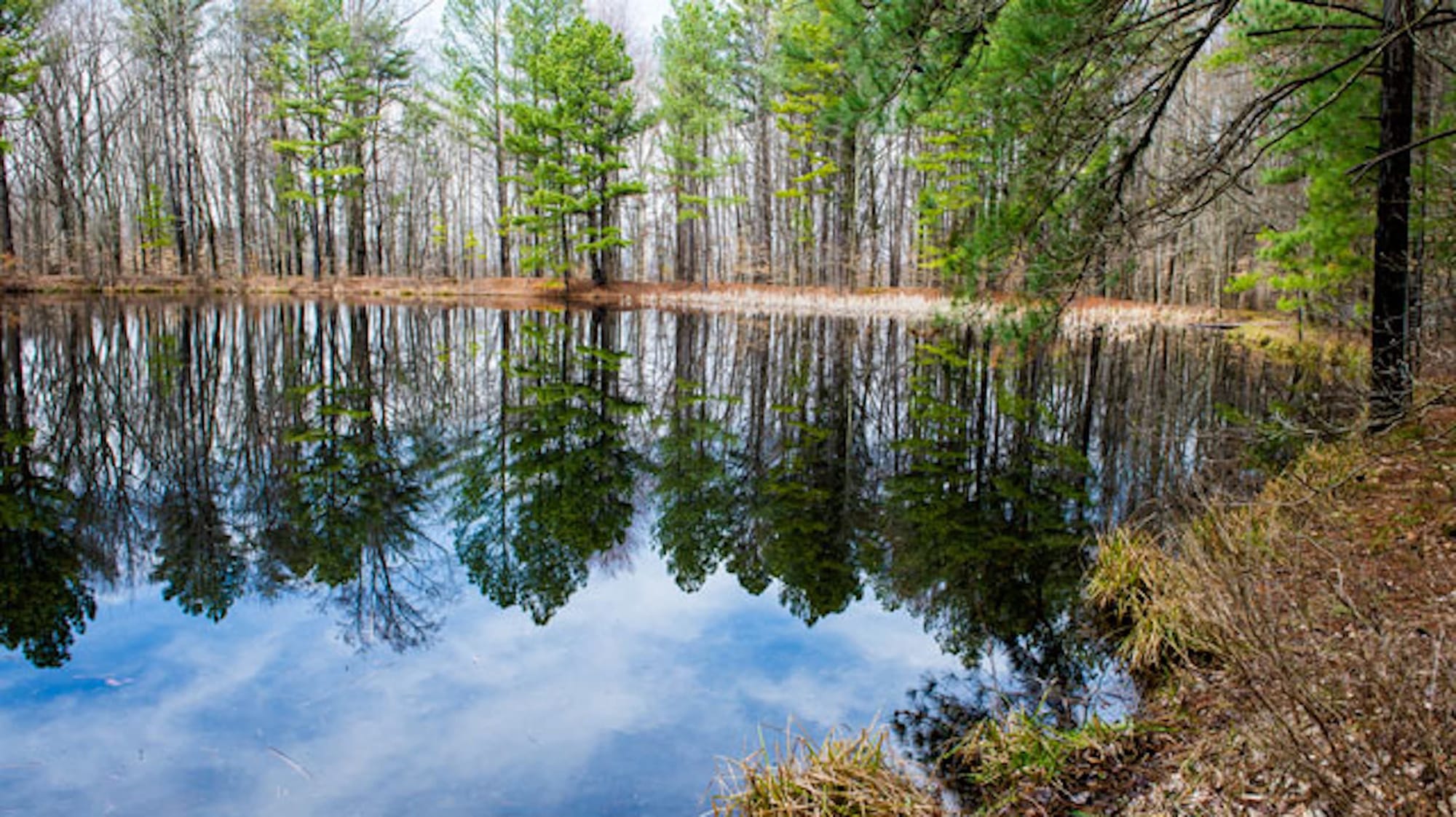 Terrill Ridge Pond, March 2016, Digital image | As part of the land’s restoration that began in the 1950s, the Roosevelt-era Civilian Conservation Corps built wildlife ponds like this one just north of the Brown-Monroe County line. It sits on a spur off the 3.8-mile, in-and-out Sycamore Trail, whose trailhead is located at the Hickory Ridge Lookout Tower. 