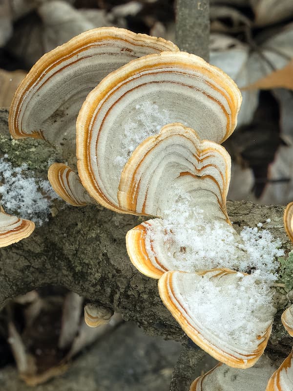 Sometimes it’s the small things, like turkey tails in January. And again — I had both cameras while walking the dogs in our valley behind the house.