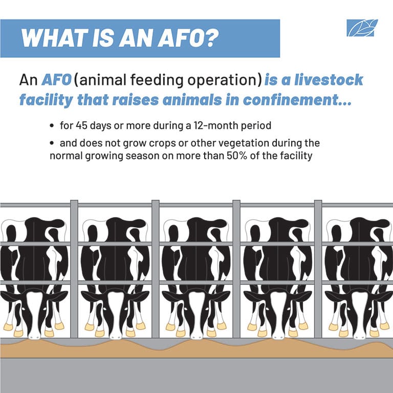 Illustration by Sophia Chryssovergis