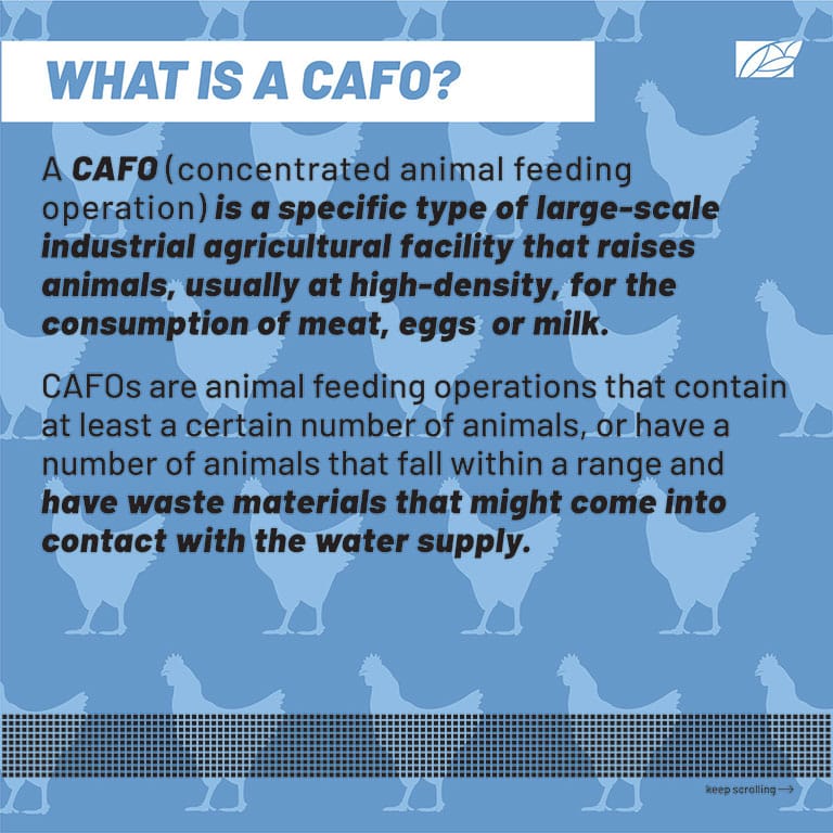 Illustration by Sophia Chryssovergis