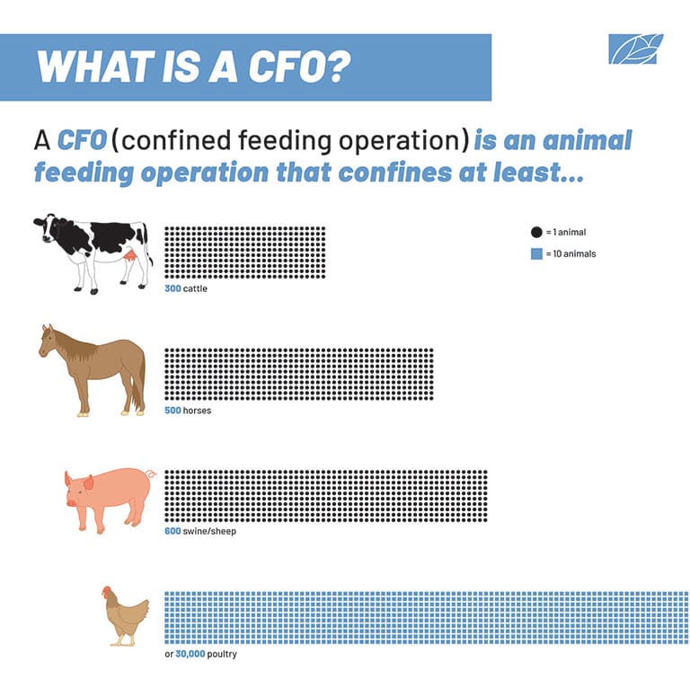 Illustration by Sophia Chryssovergis