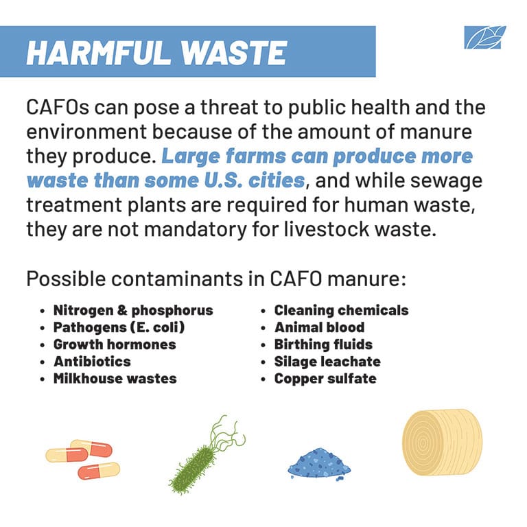 Illustration by Sophia Chryssovergis