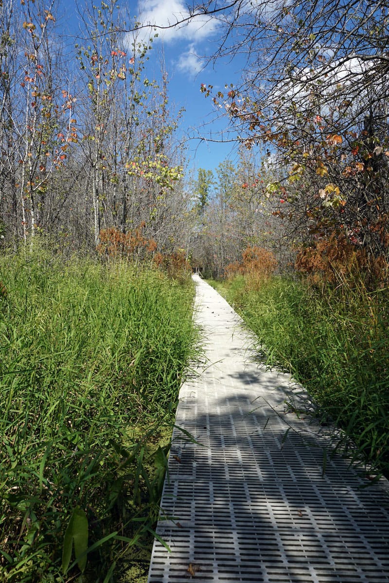 The boardwalk at Sycamore Land Trust’s&nbsp;Beanblossom Bottoms Nature Preserve. | Photo by Anne Kibbler