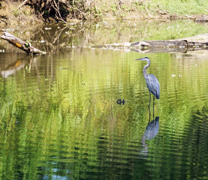A great blue heron at Stillwater Marsh–Northfork Waterfowl Resting Area | Photo by Anne Kibbler