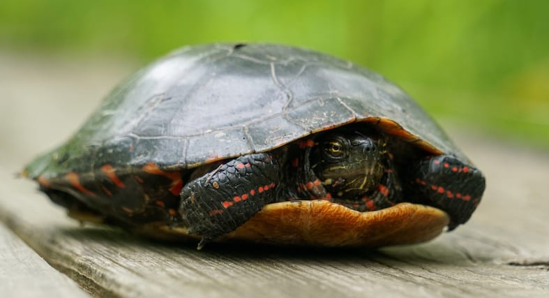 Protecting wetlands also means protecting unique habitat for countless plants, amphibians, birds, and reptiles, such as this turtle at Beanblossom Bottoms. | Photo by Anne Kibbler