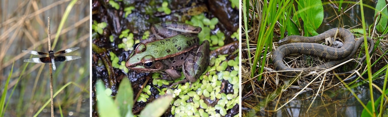 Nationally, almost 35 percent of rare and endangered animal species depend on wetlands for survival, and, according to the Indiana Department of Natural Resources, in Indiana more than 60 animal species and more than 120 plant species that are endangered, threatened, or rare, make their home in wetlands. Above (l-r): widow skimmer dragonfly, a green frog, and a common watersnake, all found in Monroe County wetlands. | Photos by Anne Kibbler
