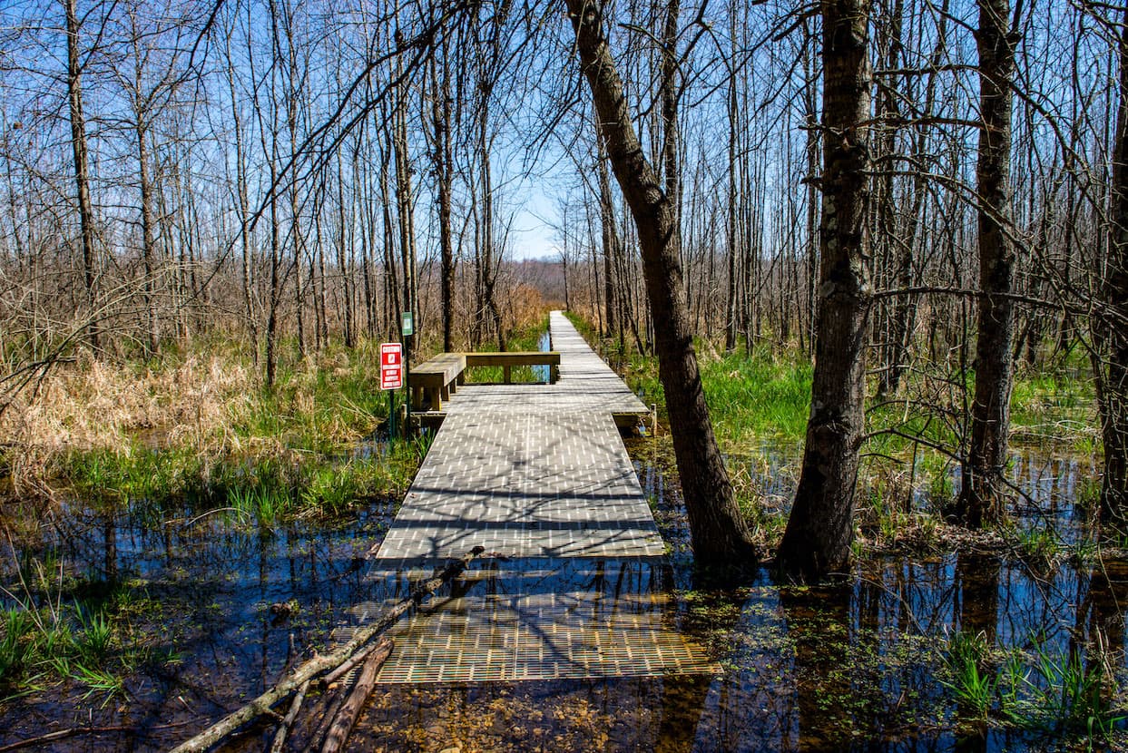 Beanblossom Bottoms Nature Preserve, March 2024—While the Beanblossom Bottoms Nature Preserve is only 733 acres and Colombia’s Amacayacú National Park — which the author will photograph in June — is 1,629 square miles, both are physically and photographically similar wetland environments with boardwalk trails.