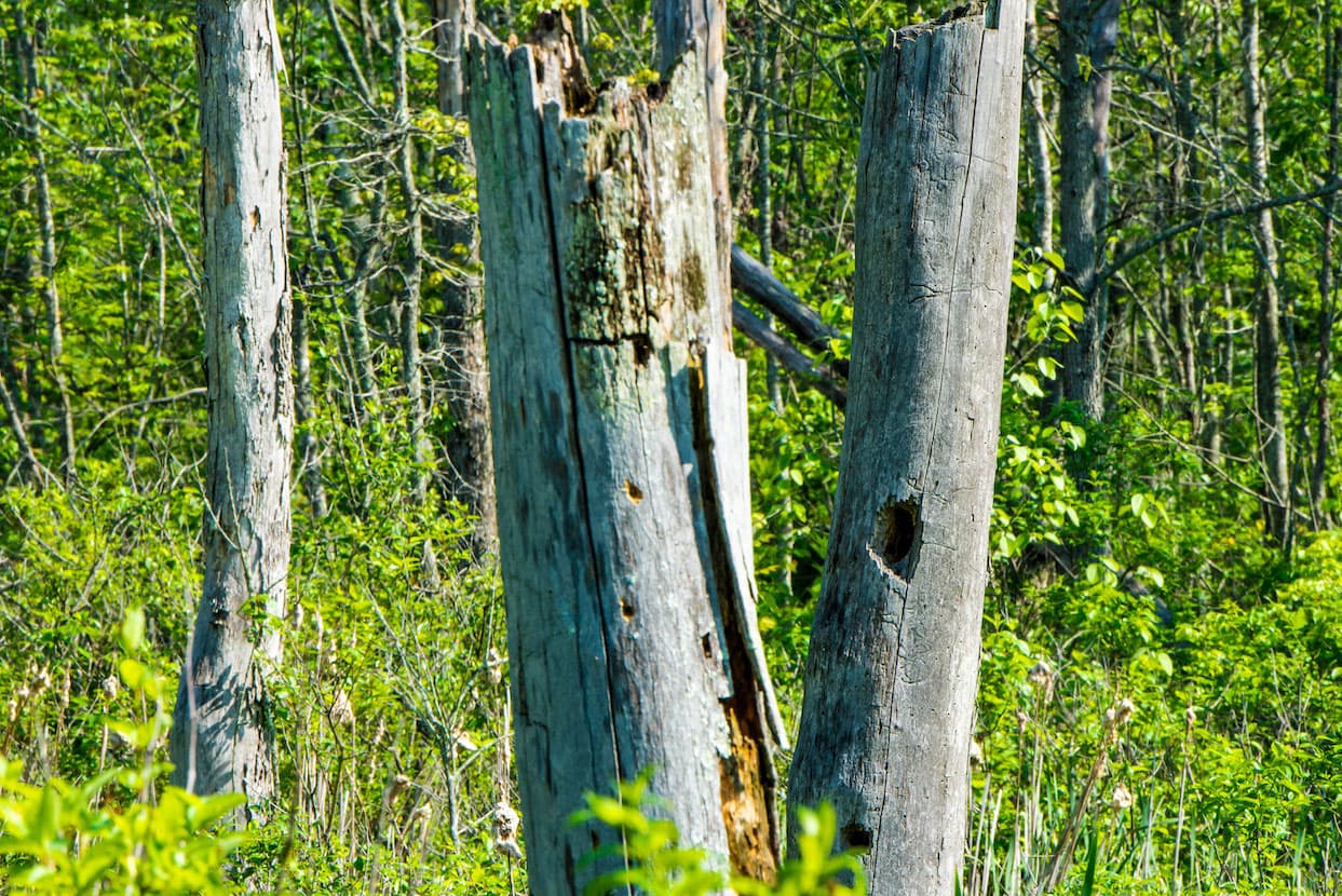Dead and decaying trees at Beanblossom Bottoms provide critical habitat for a variety of birds and other wildlife. Bird species observed during a brief stop at the Robert Anthony Johnson observation deck in May 2024 included red-winged blackbird, pileated woodpecker, and tree swallow.